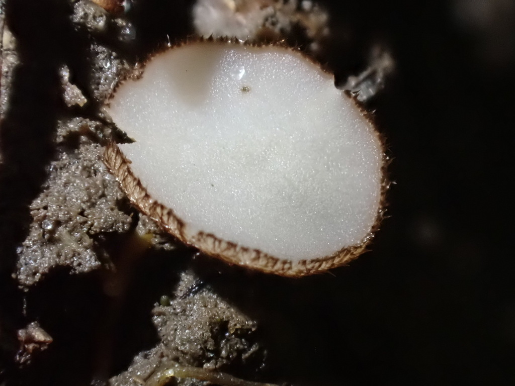 Wilcoxina thumbnail