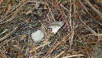 Helvella griseoalba image