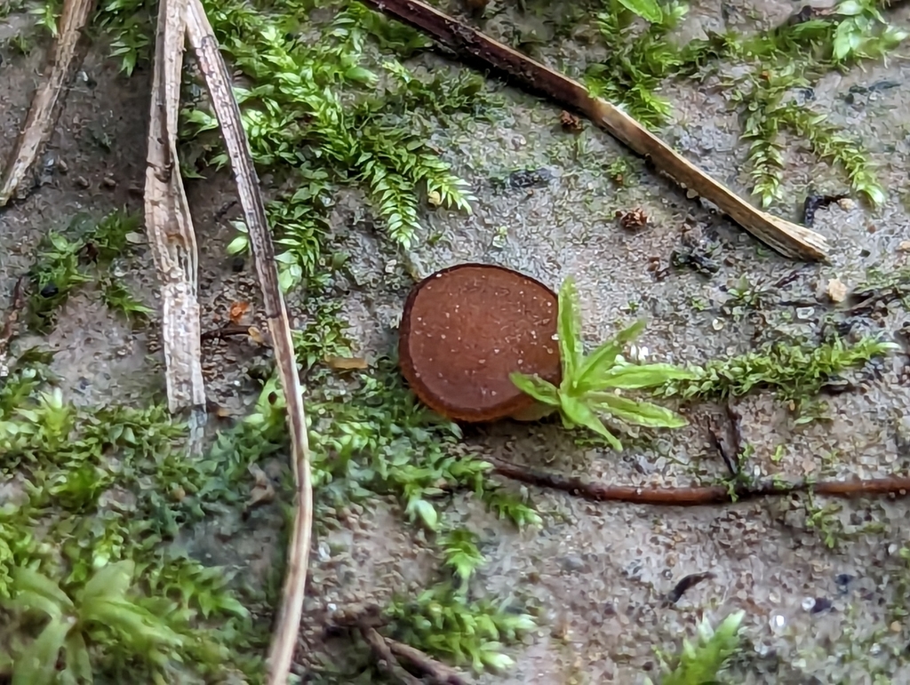 Sphaerosporella thumbnail