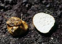 Leucogaster rubescens image