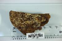 Inonotus dryadeus image