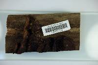 Postia fragilis image
