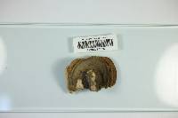 Trametes hirsuta image