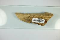 Inonotus hispidus image