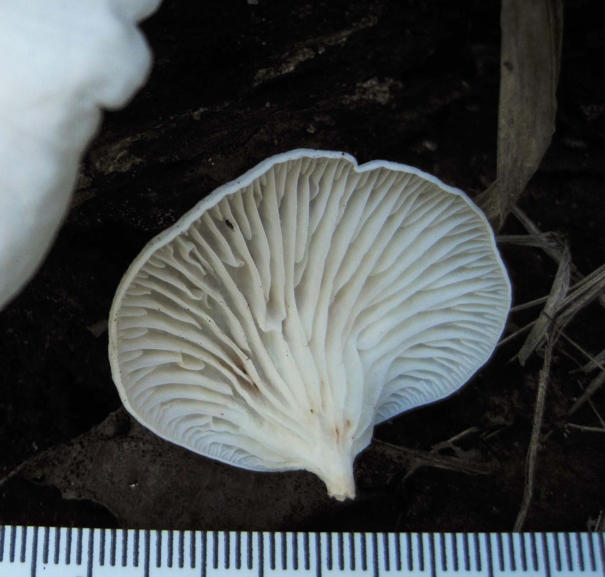 Neonothopanus nambi thumbnail