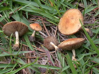 Deconica castanella image