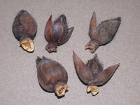 Seifertia azaleae image