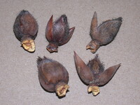 Seifertia azaleae image