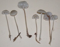 Mycena subfusca image