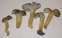 Hygrocybe caespitosa image