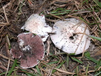 Agaricus porphyrocephalus image