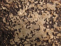 Strossmayeria basitricha image