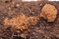 Hypoxylon fulvosulphureum image