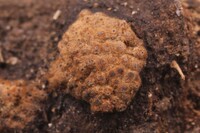 Hypoxylon fulvosulphureum image