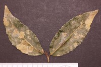 Coenogonium subluteum image