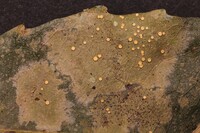 Coenogonium subluteum image