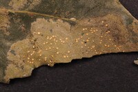 Coenogonium subluteum image