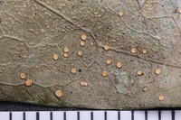 Coenogonium subluteum image