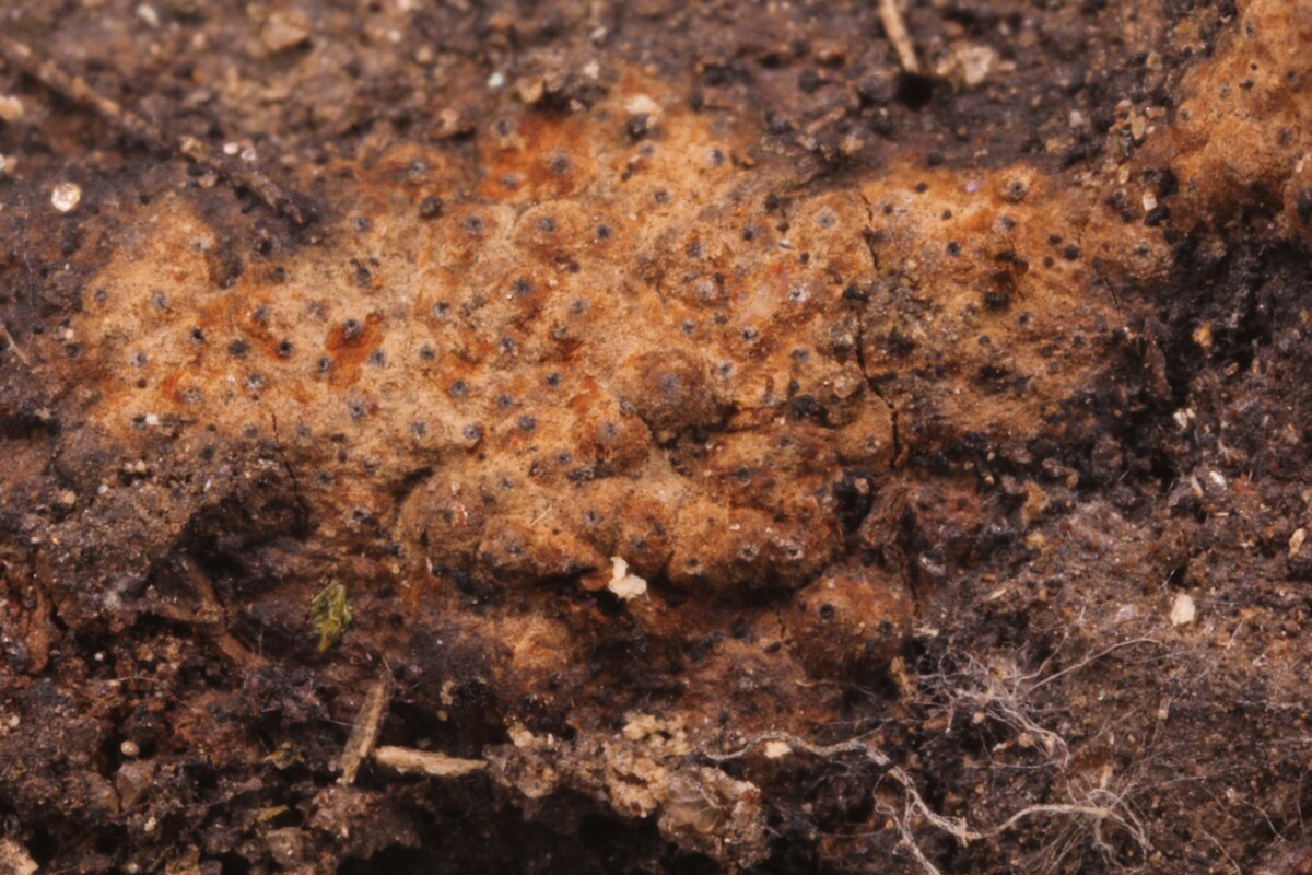 Hypoxylon fulvosulphureum image