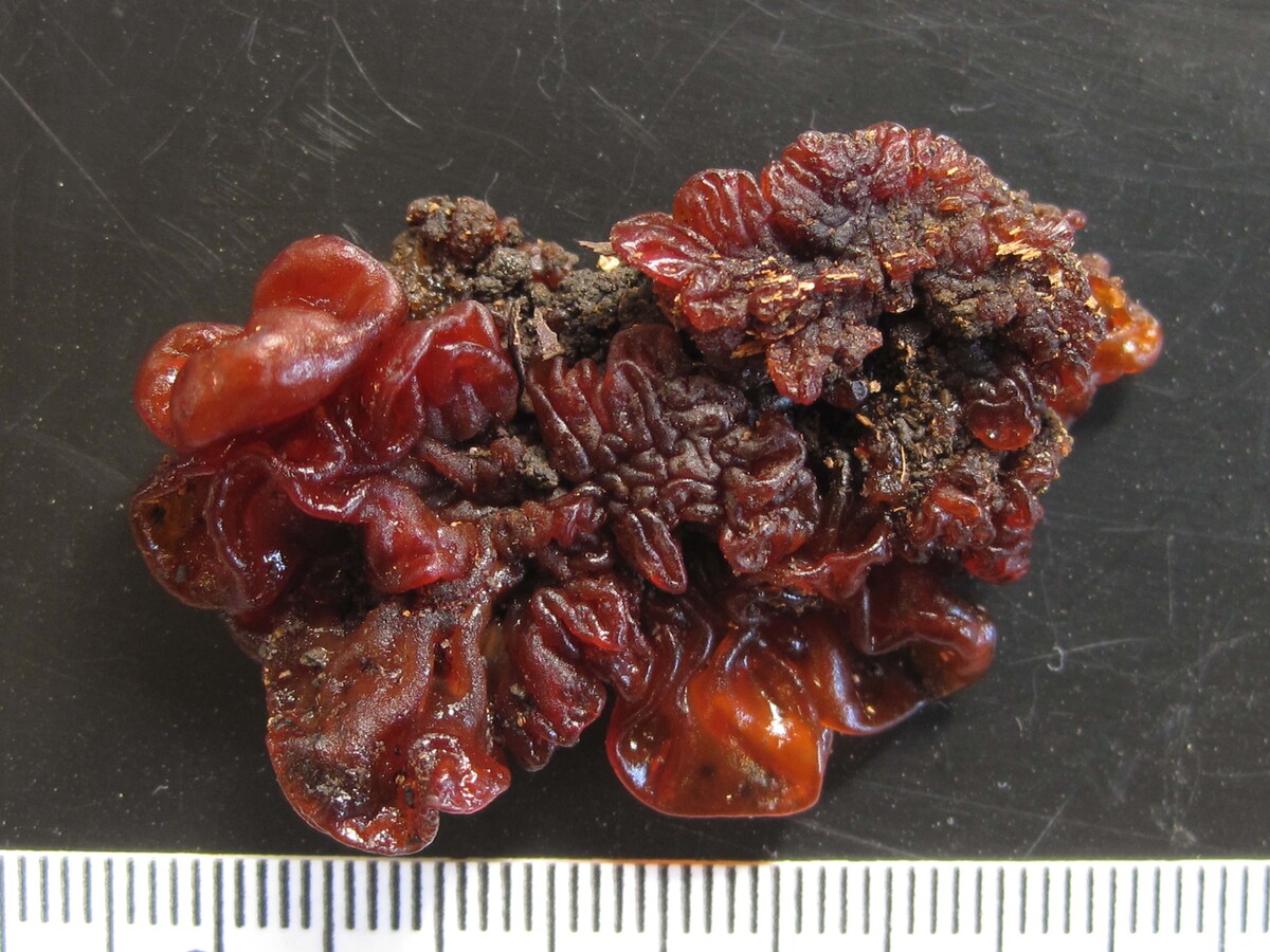 Sirobasidiaceae image