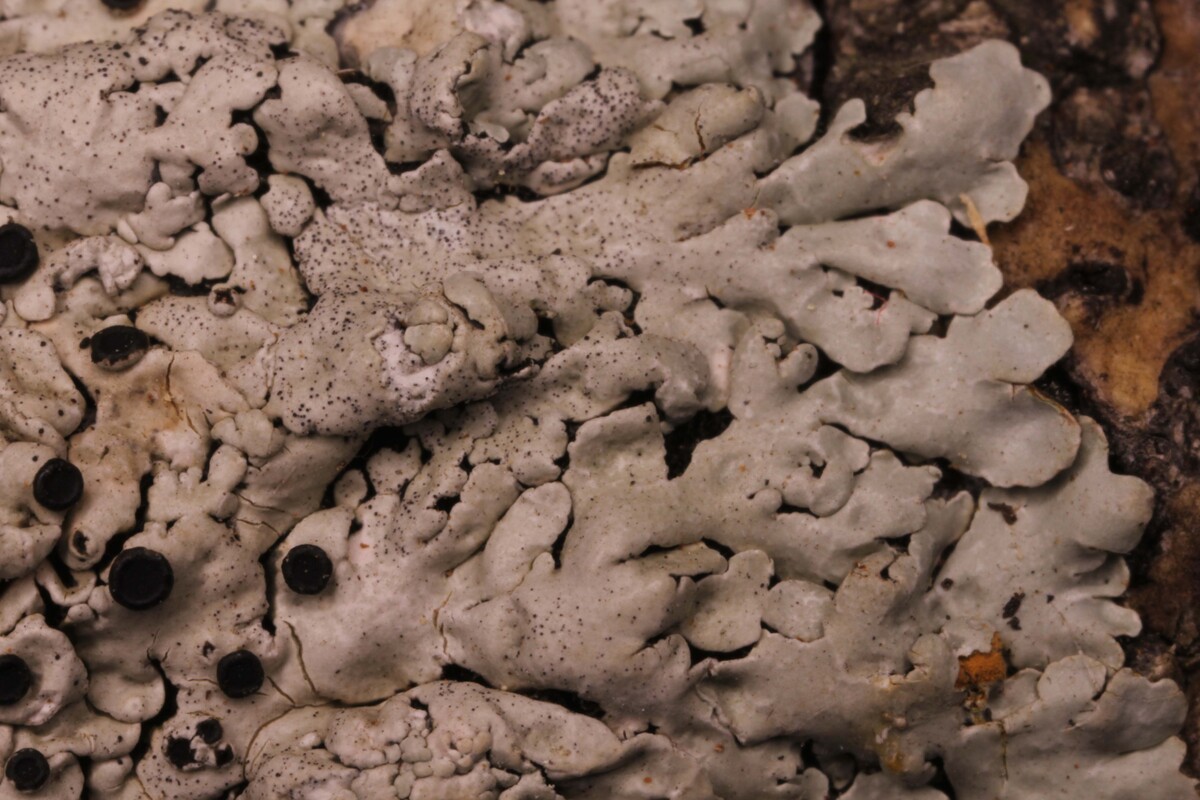 Pyxine rhodesiaca image