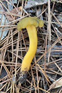 Leotia lubrica image