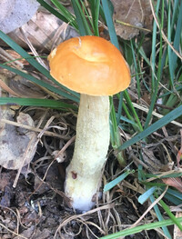 Media resource of Boletus longicurvipes