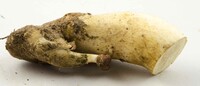 Tylopilus rubrobrunneus image