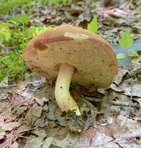 Xanthoconium purpureum image