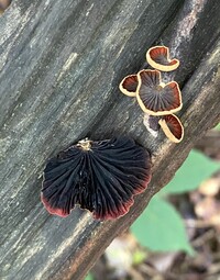 Media resource of Anthracophyllum lateritium