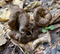 Media resource of Craterellus foetidus