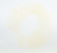 Russula subgraminicolor image