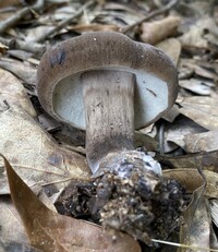 Tylopilus atronicotianus image