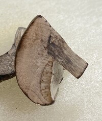 Tylopilus atronicotianus image