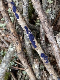 Thumbnail image of current specimen