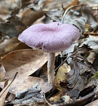 Media resource of Gymnopus iocephalus