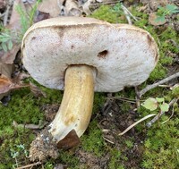 Tylopilus rubrobrunneus image