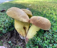 Media resource of Boletus luridellus