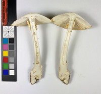 Amanita magnivelaris image
