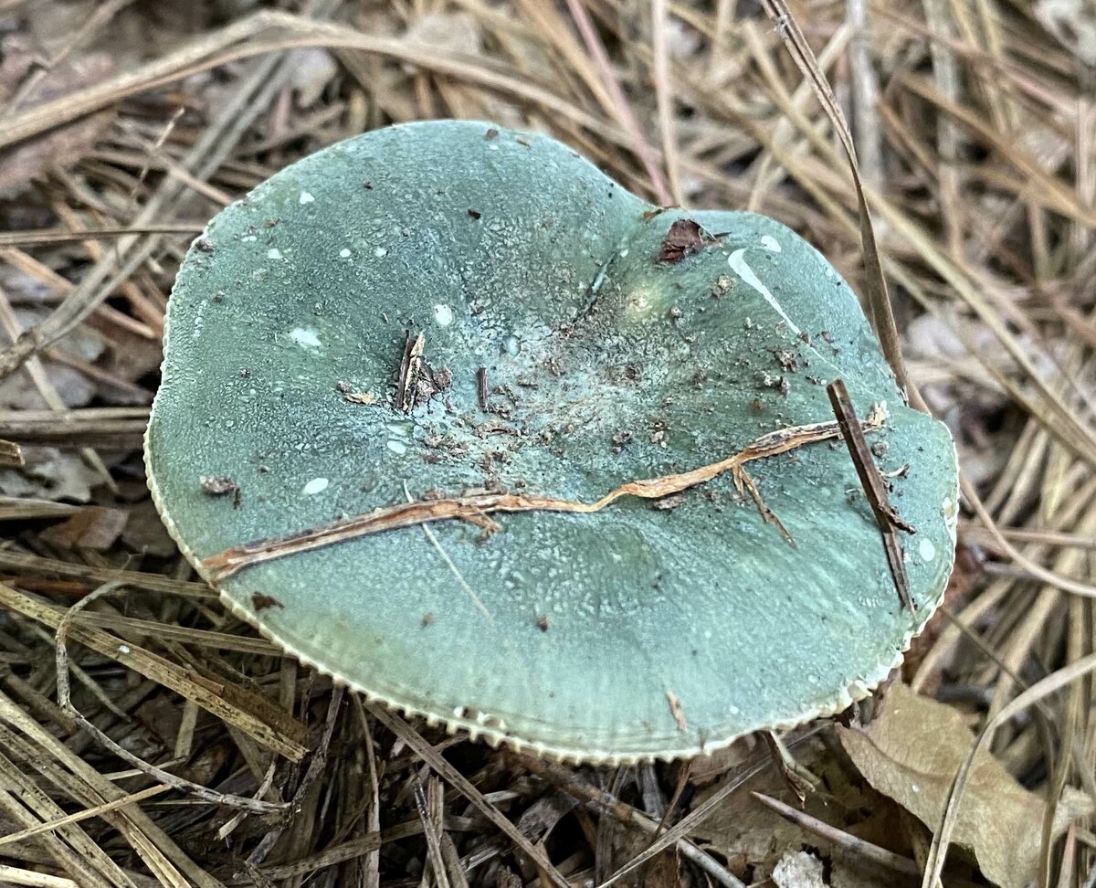 Russula image