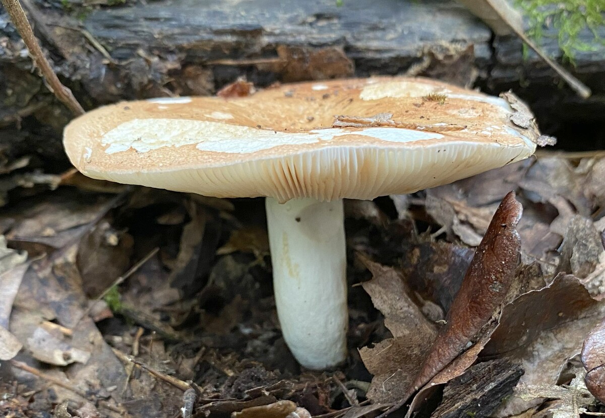 Russula image