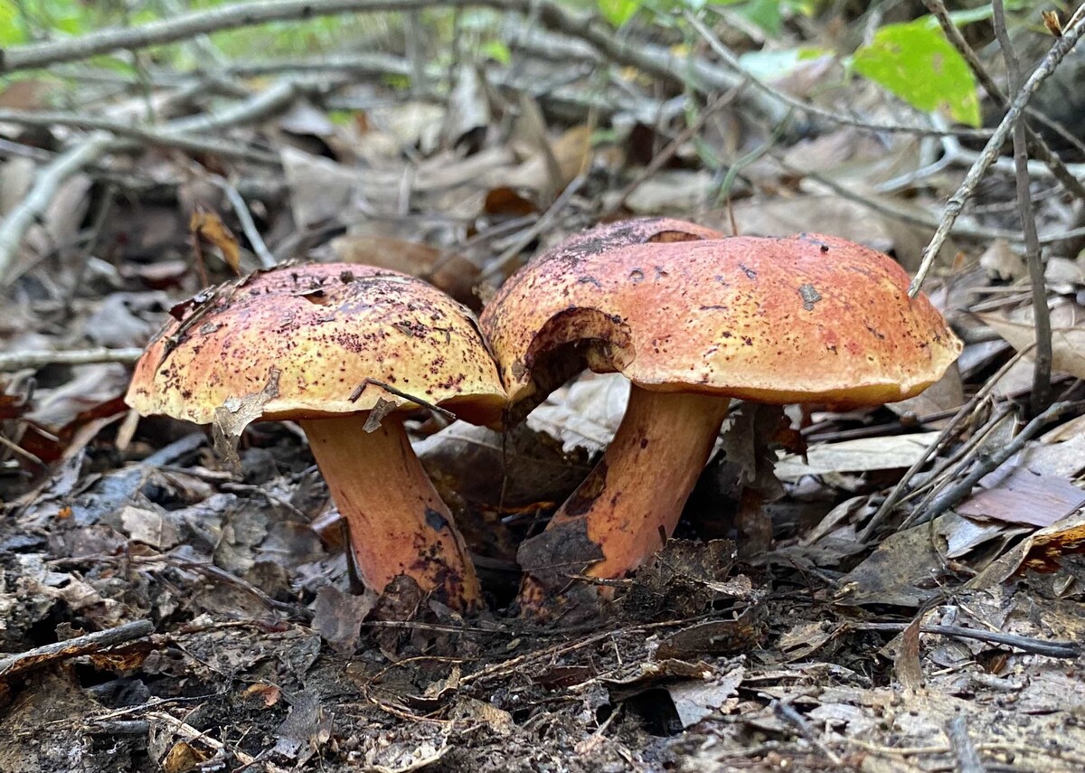 Neoboletus image
