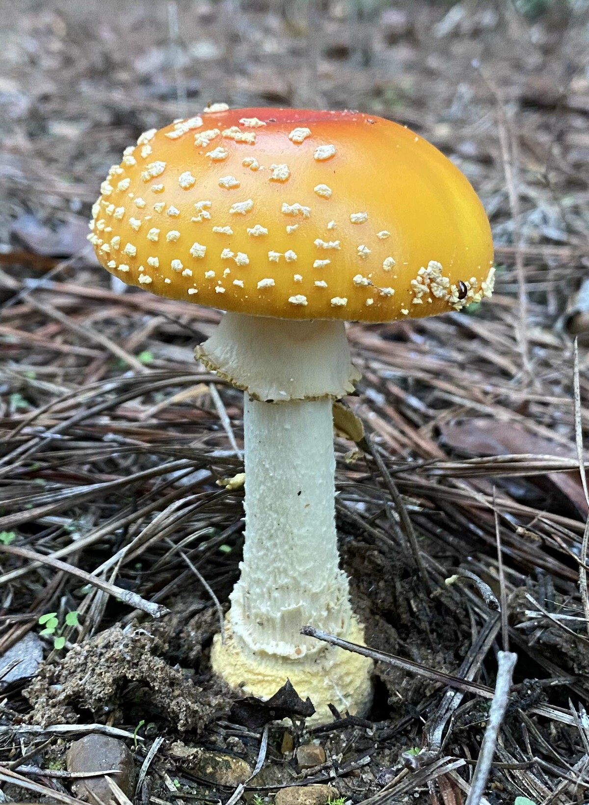 Amanita persicina image