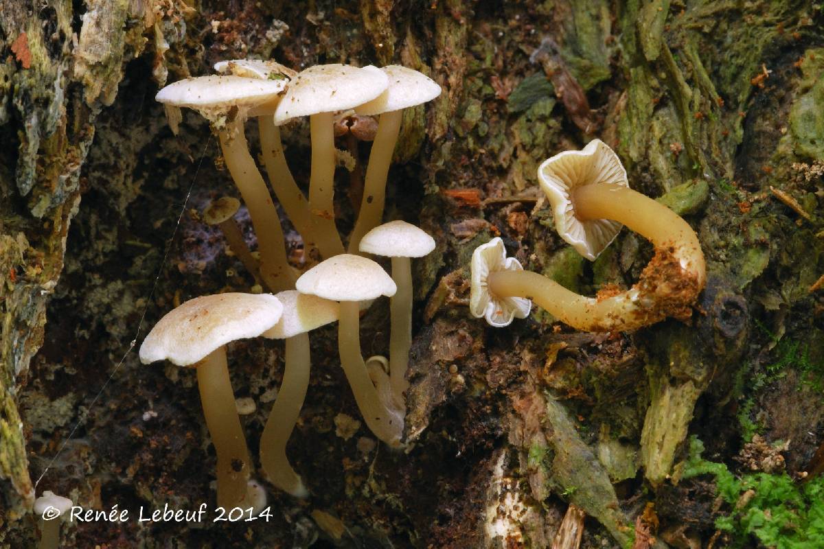 Callistosporium image