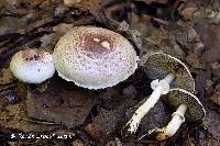 Agaricus diminutivus image