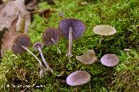 Media resource of Baeospora myriadophylla