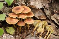 Media resource of Gymnopus subsulphureus