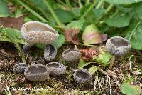 Helvella macropus image