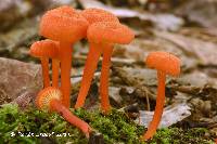 Media resource of Hygrocybe cantharellus