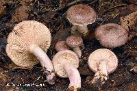 Media resource of Lactarius uvidus